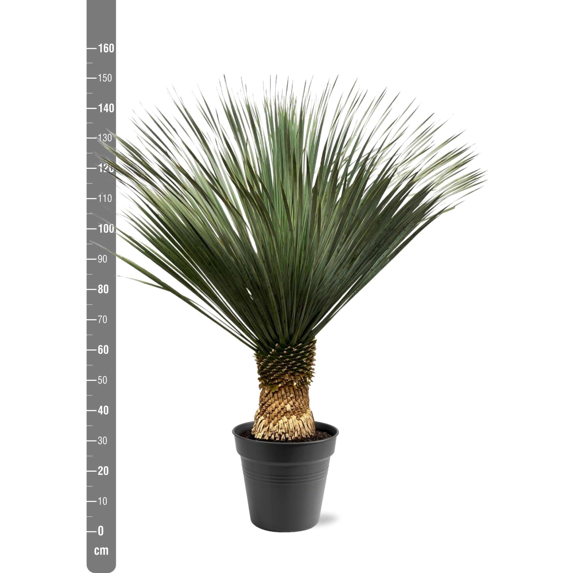 Yucca Rostrata – 130–150 cm – Ø50 - Botanic-Vibes