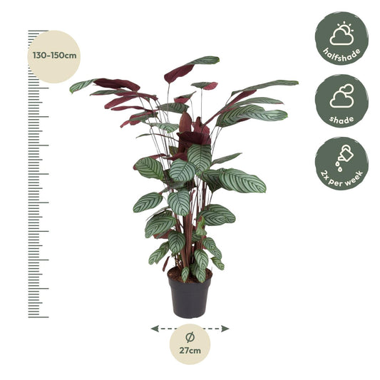 Calathea Oppenheimiana – 130 cm – ø27