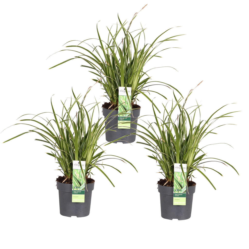 3x, Carex morrowii 'Ice Dance', 30 cm, Ø14 cm