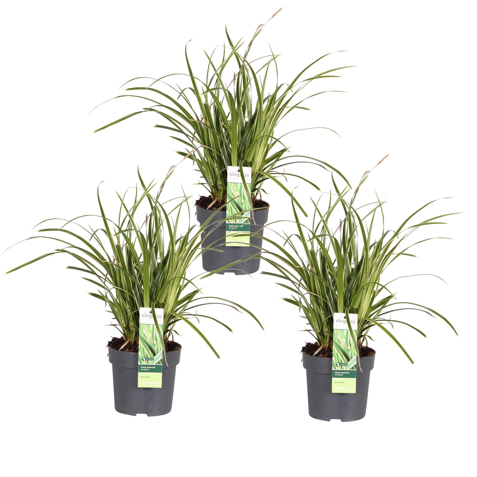 3x, Carex morrowii 'Ice Dance', 30 cm, Ø14 cm
