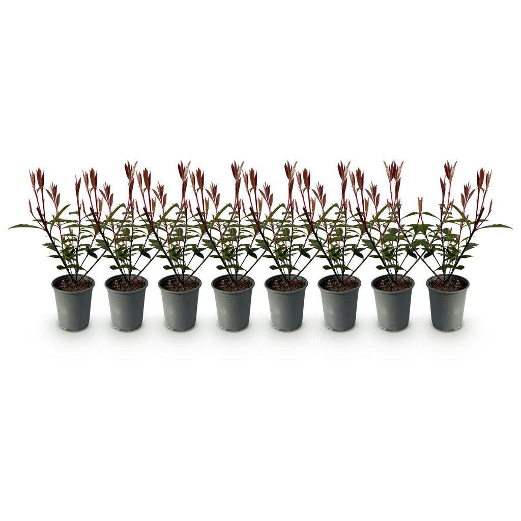 Heckenpflanzen, Photinia fraseri Carre Rouge, rot grün Blatt, 8 Pflanzen, 1 laufender Meter, immergrün, Topf 9 cm 30-35 cm