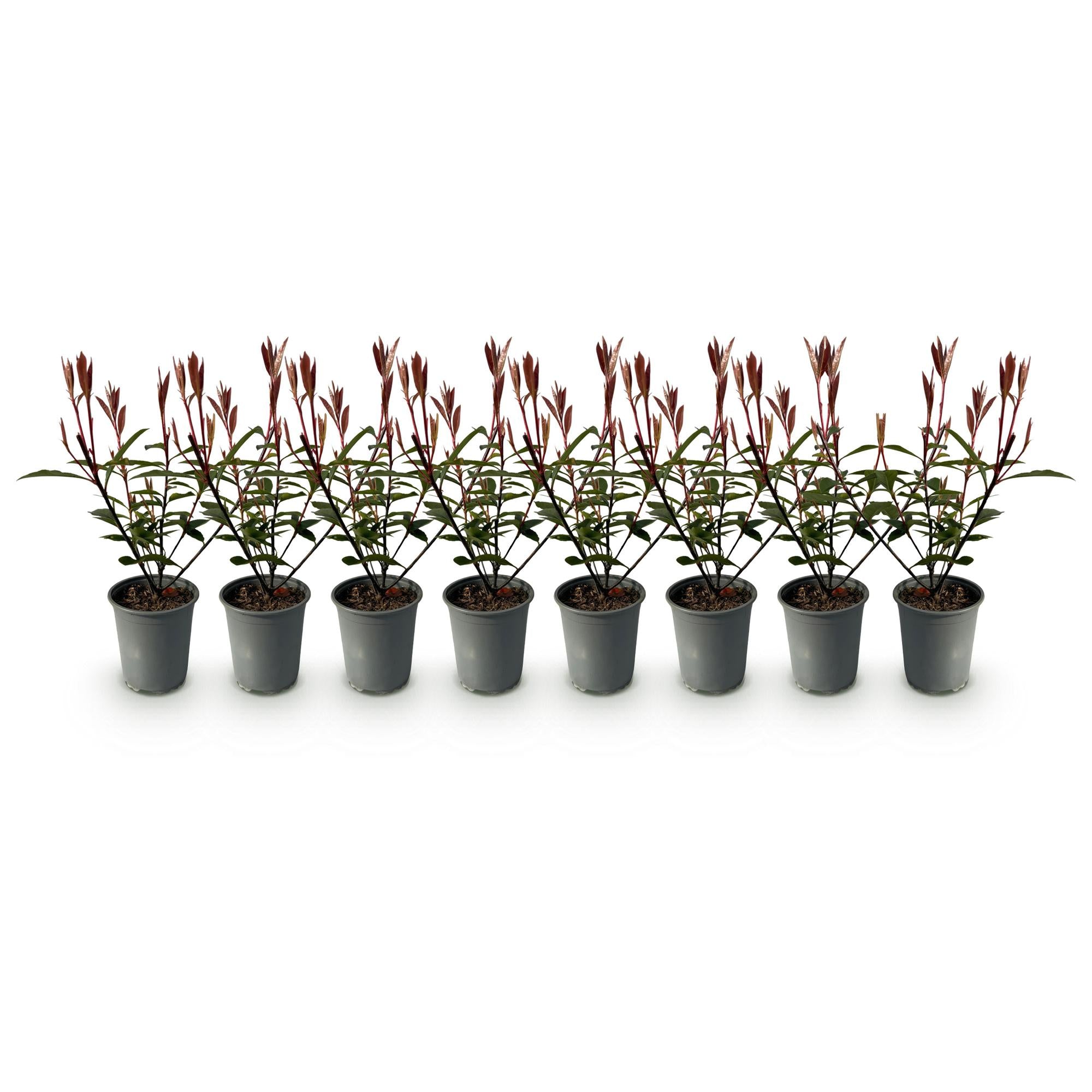 Heckenpflanzen, Photinia fraseri Carre Rouge, rot grün Blatt, 8 Pflanzen, 1 laufender Meter, immergrün, Topf 9 cm 30-35 cm