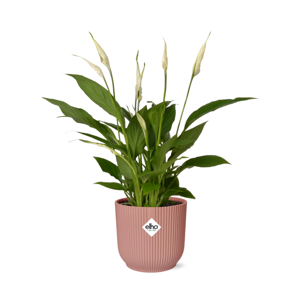 Spathiphyllum 12 cm Torelli im ELHO Vibes Fold, 14 cm, rosa