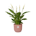 Spathiphyllum 12 cm Torelli im ELHO Vibes Fold, 14 cm, rosa