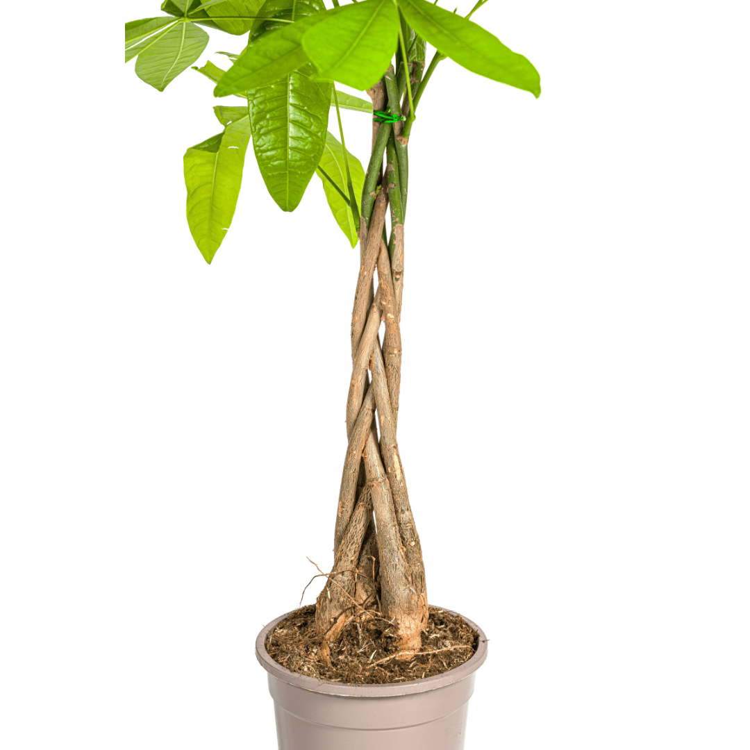 Pachira Aquatica Ø19cm - ↕70 - 90cm - Botanic-Vibes