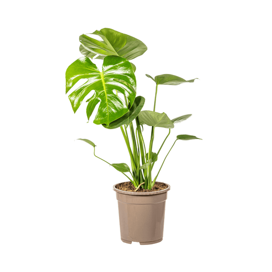 Monstera Deliciosa Tauerii Ø19cm - ↕70 - 90cm - Botanic-Vibes