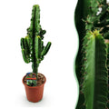 Euphorbia eritrea, Afrikanischer Milchbaum, Geringer Pflegeaufwand, Grün, 1, Topf 17 cm, 60 cm