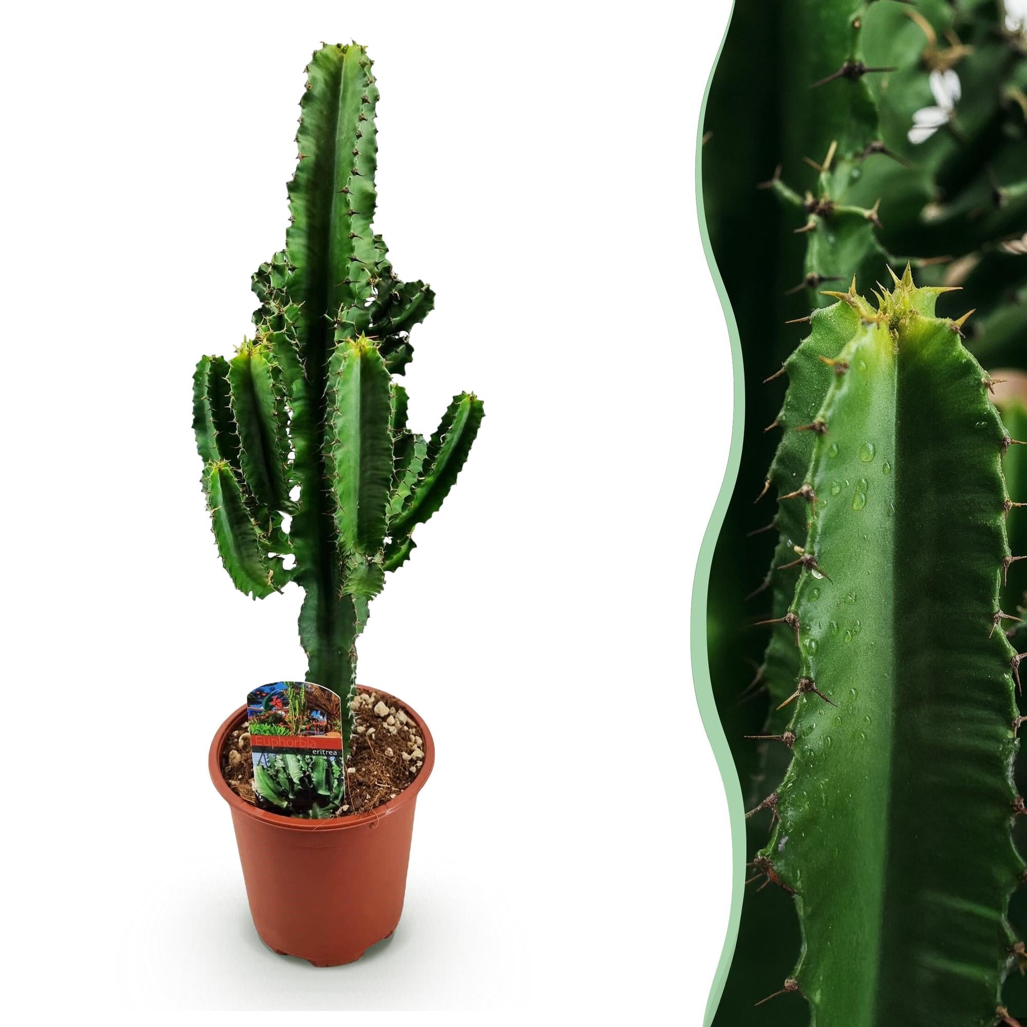 Euphorbia eritrea, Afrikanischer Milchbaum, Geringer Pflegeaufwand, Grün, 1, Topf 17 cm, 60 cm