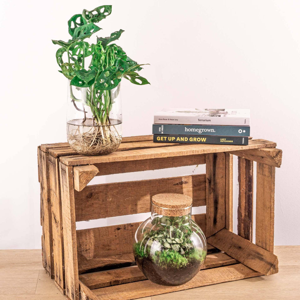 Monstera in Vase – DIY-Set – Hydroponisch - Botanic-Vibes