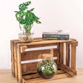 Monstera in Vase – DIY-Set – Hydroponisch - Botanic-Vibes