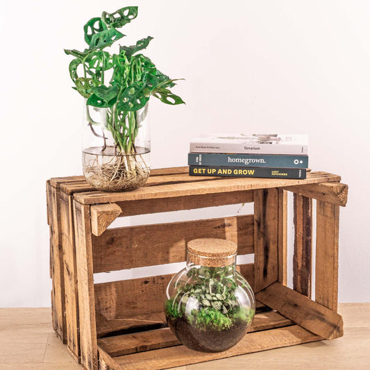 Monstera in Vase – DIY-Set – Hydroponisch