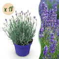 Lavandula angustifolia Hidcote, Lavendel, Winterhart, Lila, 18 Pflanzen, Topf 12 cm, 15-25 cm
