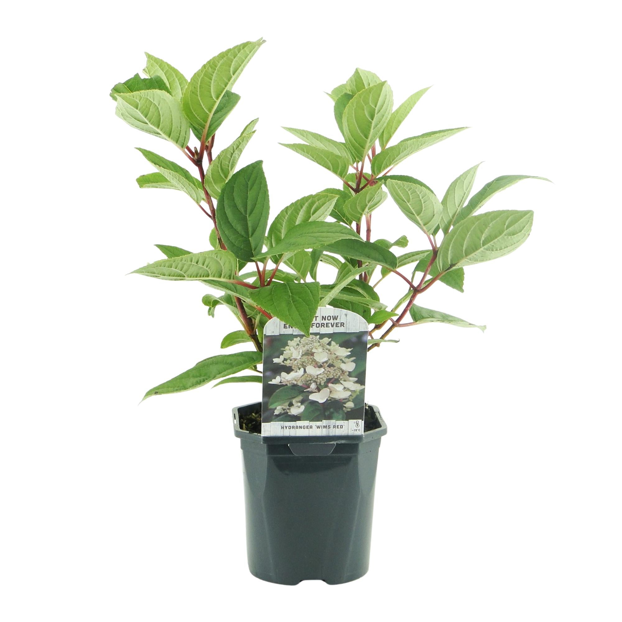 Rispenhortensie, Hydrangea panniculata Wims Rot, Blüte Weiß Rot, 1 Pflanze, Laubabwerfend, Große Blüten, Topf 17 cm 50 cm