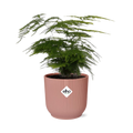 Asparagus Setaceus ‘Plumosus’ im ELHO Vibes Fold, 14 cm, rosa