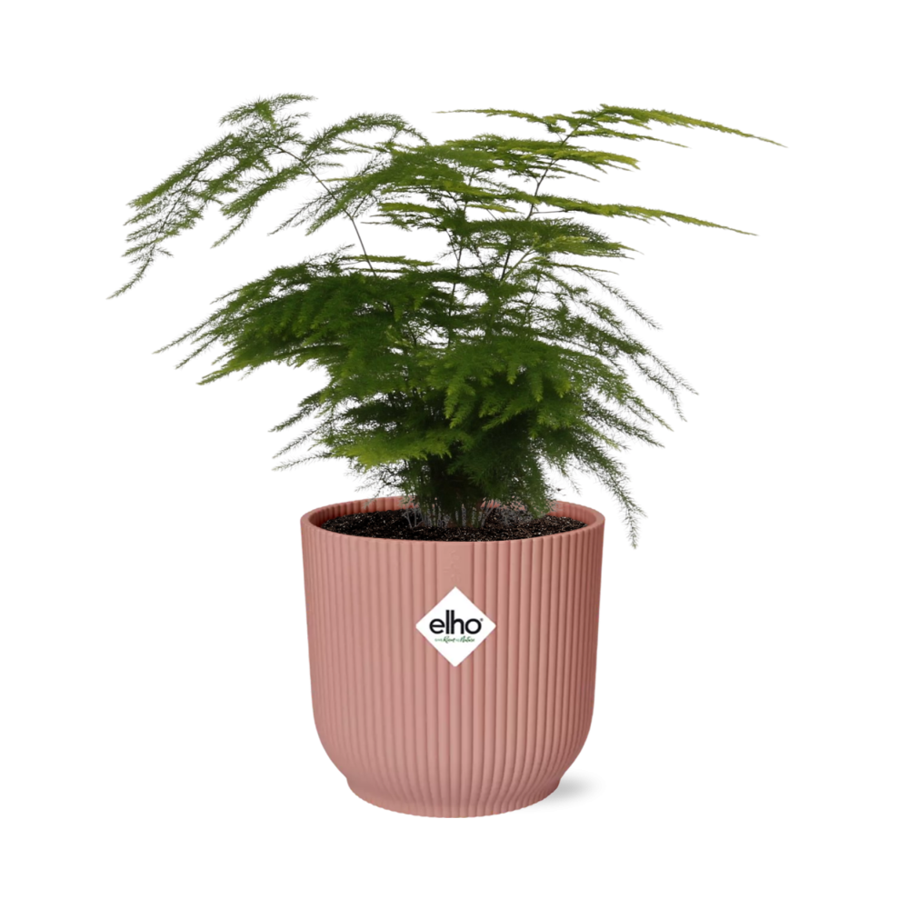 Asparagus Setaceus ‘Plumosus’ im ELHO Vibes Fold, 14 cm, rosa