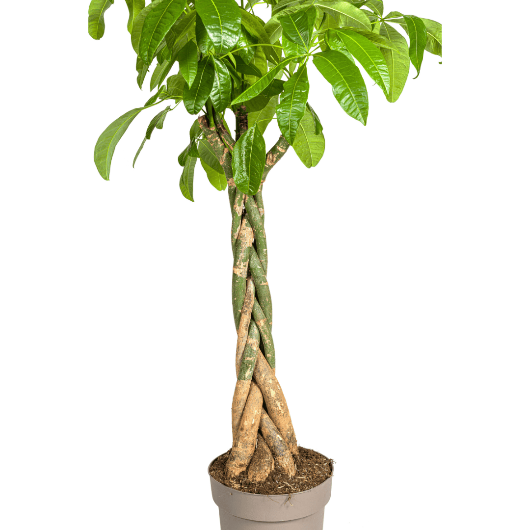 Pachira Aquatica Ø30cm - ↕160 - 180cm - Botanic-Vibes