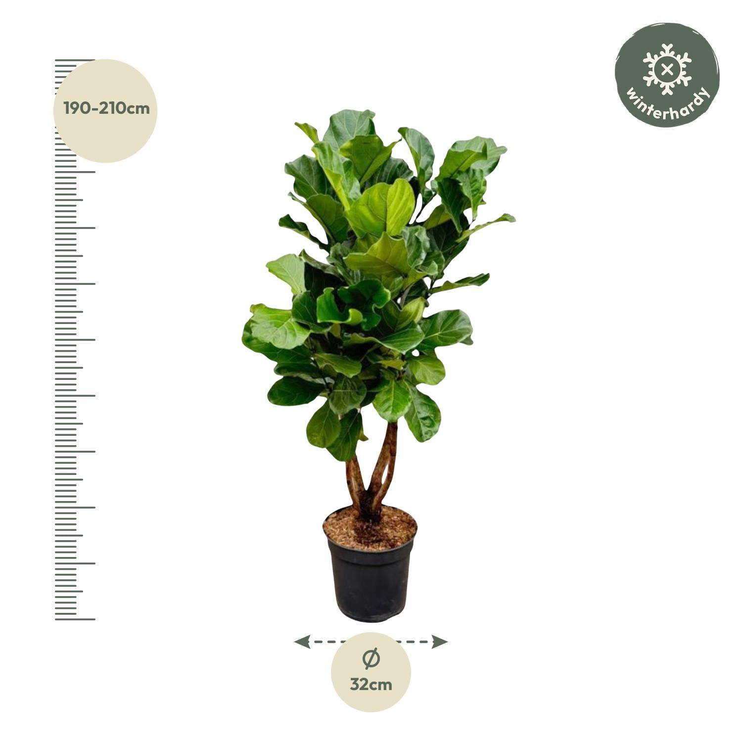 Ficus Lyrata verzweigt XL – 190 cm – Ø32 - Botanic-Vibes