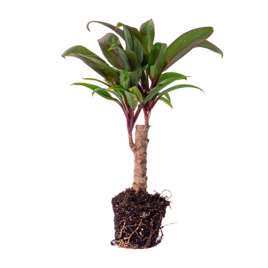 Mini-Palme – Cordyline fruticosa 'Purple Compacta' – Terrarienpflanze – Topfgröße 6