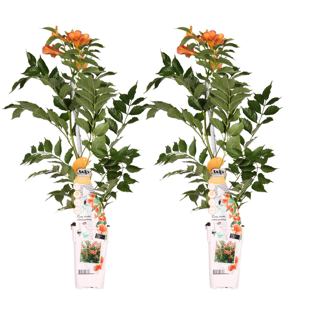 2x, Campsis 'Indian Summer', 65 cm, Ø15 cm