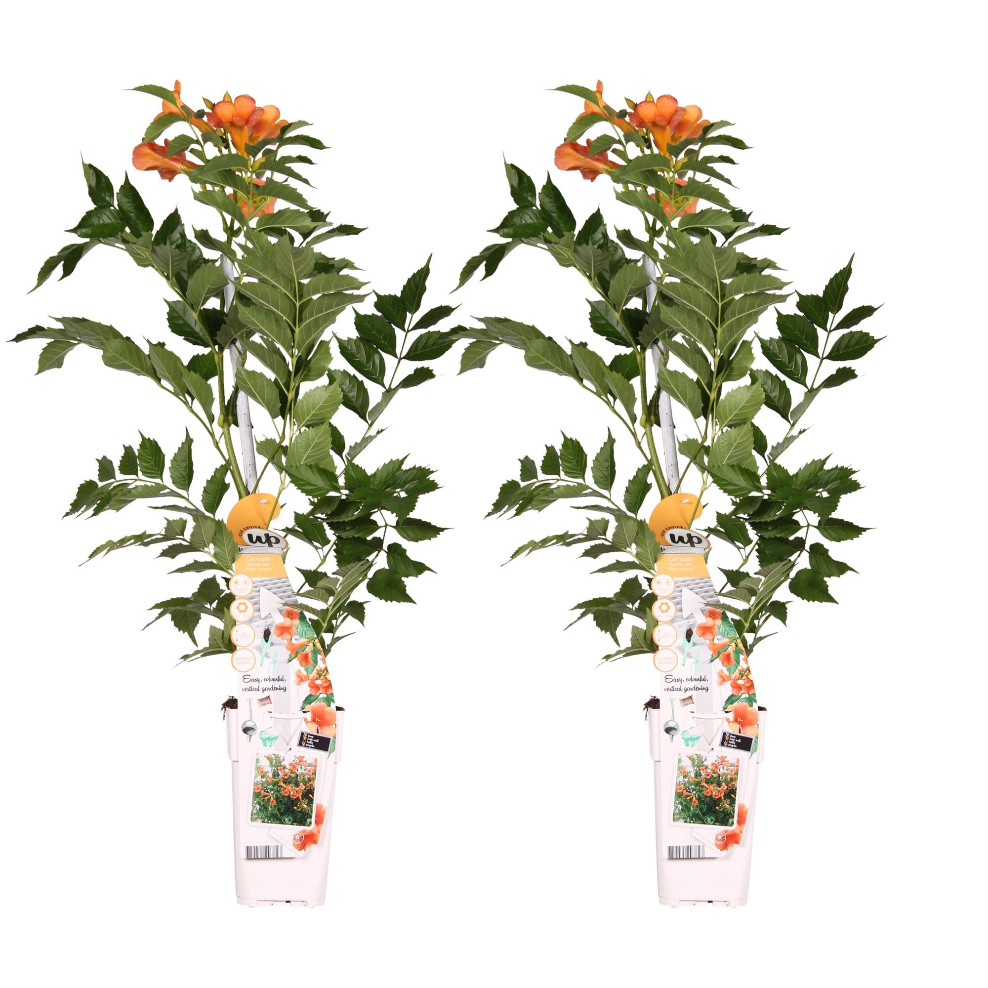 2x, Campsis 'Indian Summer', 65 cm, Ø15 cm