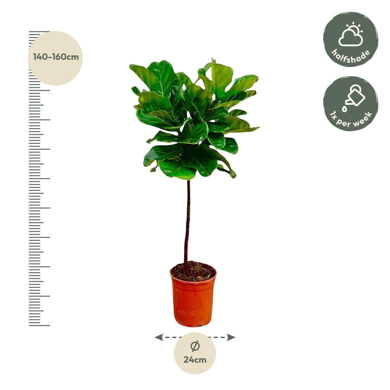 Ficus Lyrata Stamm – 130 cm – Ø24 - Botanic-Vibes