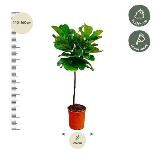 Ficus Lyrata Stamm – 130 cm – Ø24 - Botanic-Vibes