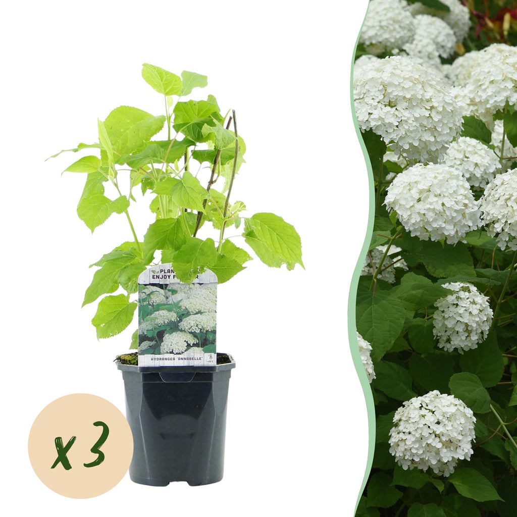 Rispenhortensie, Hydrangea arborescens Annabelle, Blüte Weiß, 3 Pflanzen, 1 m2, Laubabwerfend, Große Blüten, Topf 17 cm 50 cm