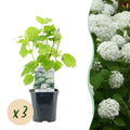 Rispenhortensie, Hydrangea arborescens Annabelle, Blüte Weiß, 3 Pflanzen, 1 m2, Laubabwerfend, Große Blüten, Topf 17 cm 50 cm