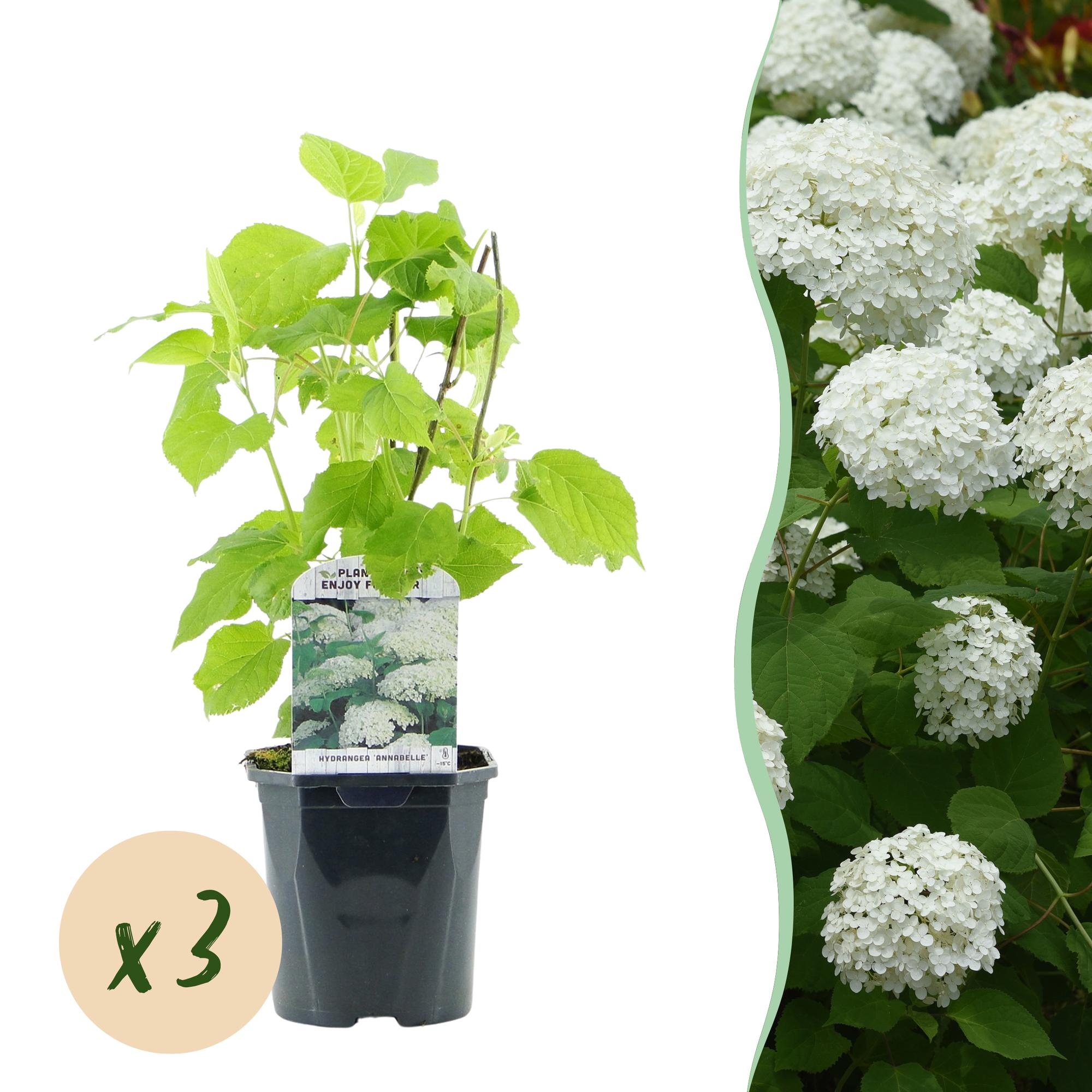 Rispenhortensie, Hydrangea arborescens Annabelle, Blüte Weiß, 3 Pflanzen, 1 m2, Laubabwerfend, Große Blüten, Topf 17 cm 50 cm