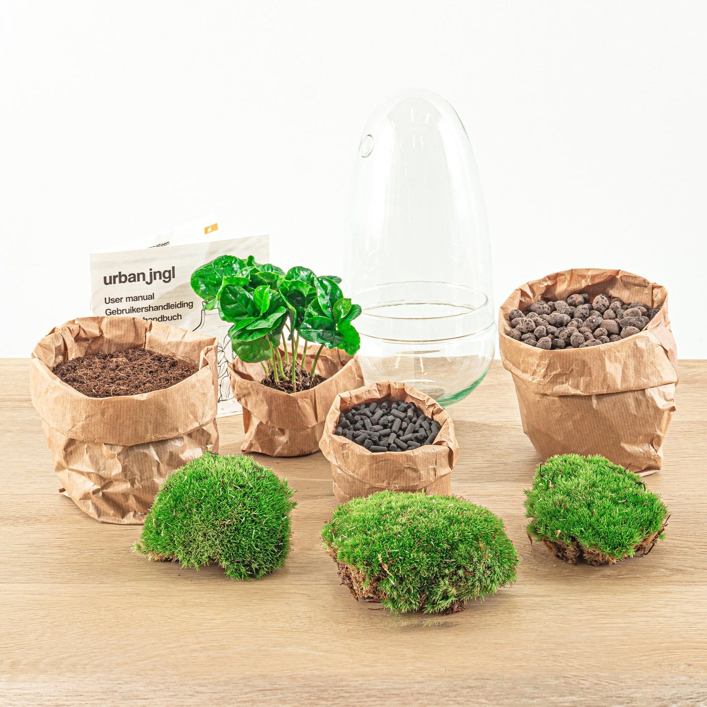 Flaschengarten – Egg Coffea Arabica – 25 cm
