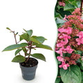 Green boutiQ, Gartenpflanze, Hydrangea panniculata Living Infinity, Rispenhortensie, Winterhart, Weiß, Topf 12cm, Höhe 20, 30cm