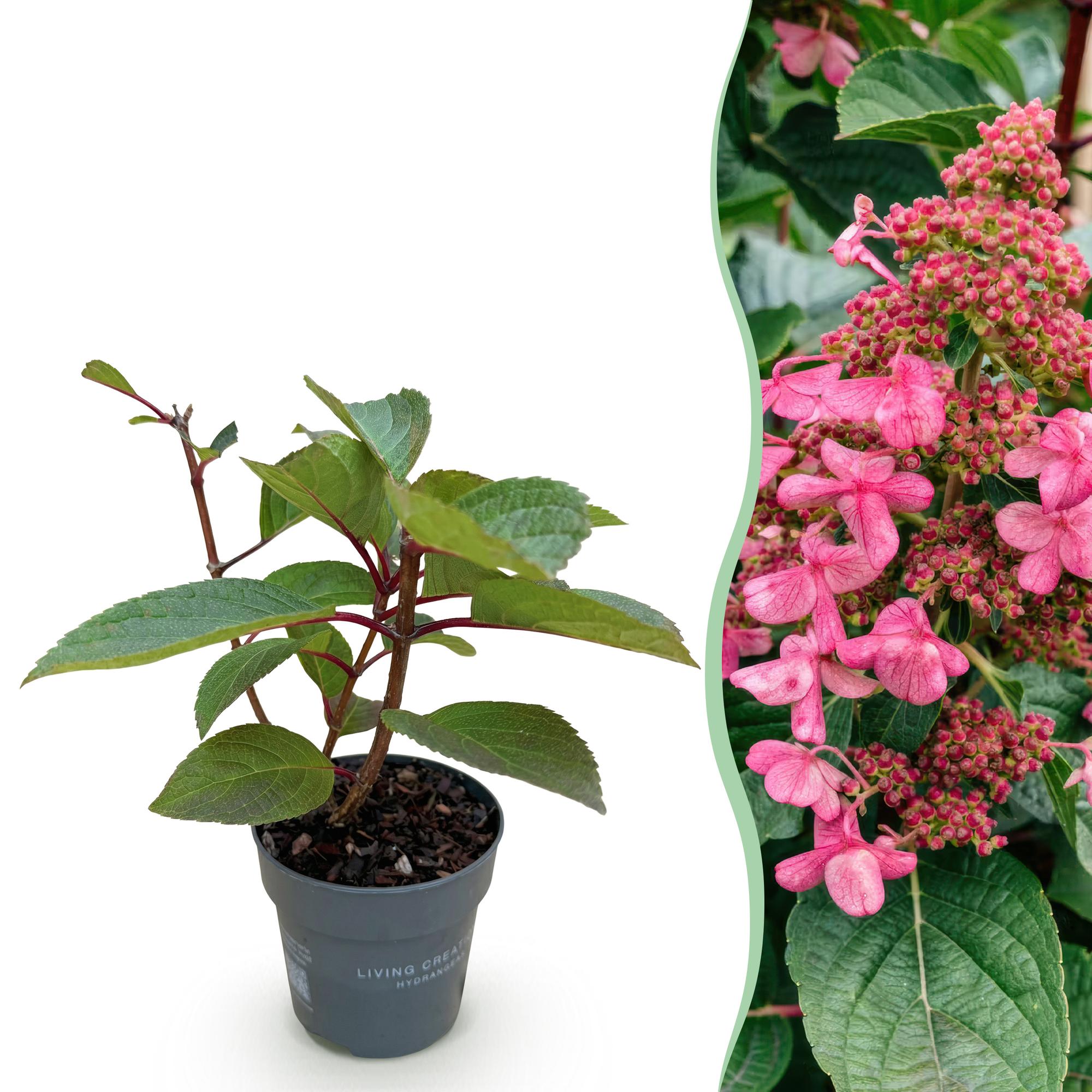 Green boutiQ, Gartenpflanze, Hydrangea panniculata Living Infinity, Rispenhortensie, Winterhart, Weiß, Topf 12cm, Höhe 20, 30cm
