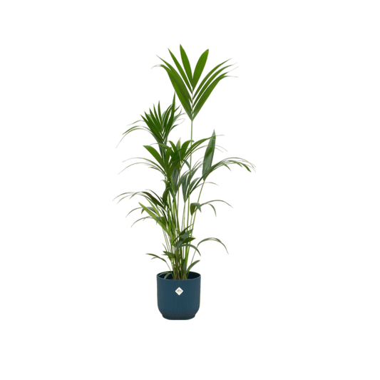 Kentia palm inklusive elho Vibes Fold Round Blau – 160 cm – Ø30 - Botanic-Vibes