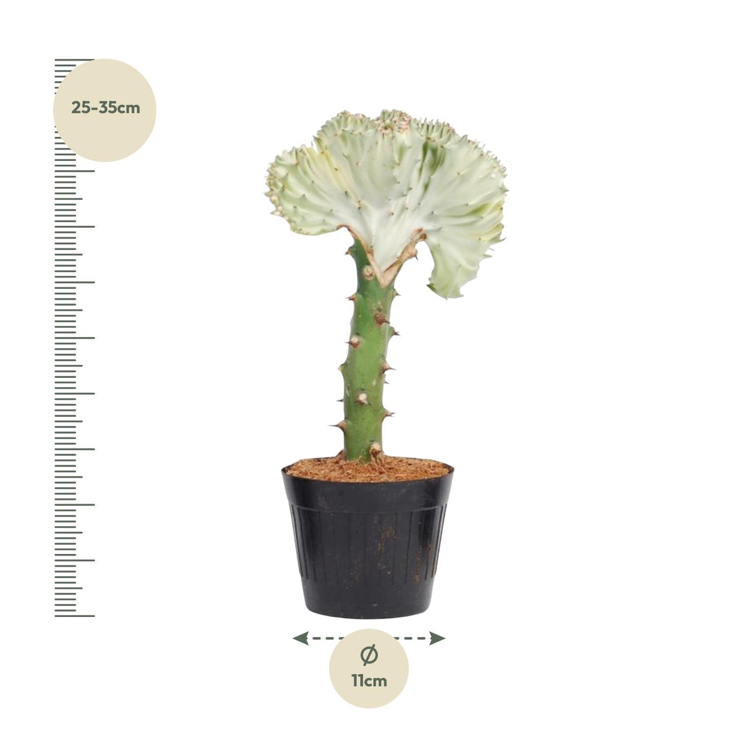 Euphorbia lactea cristata weiß – 30 cm – Ø10,5