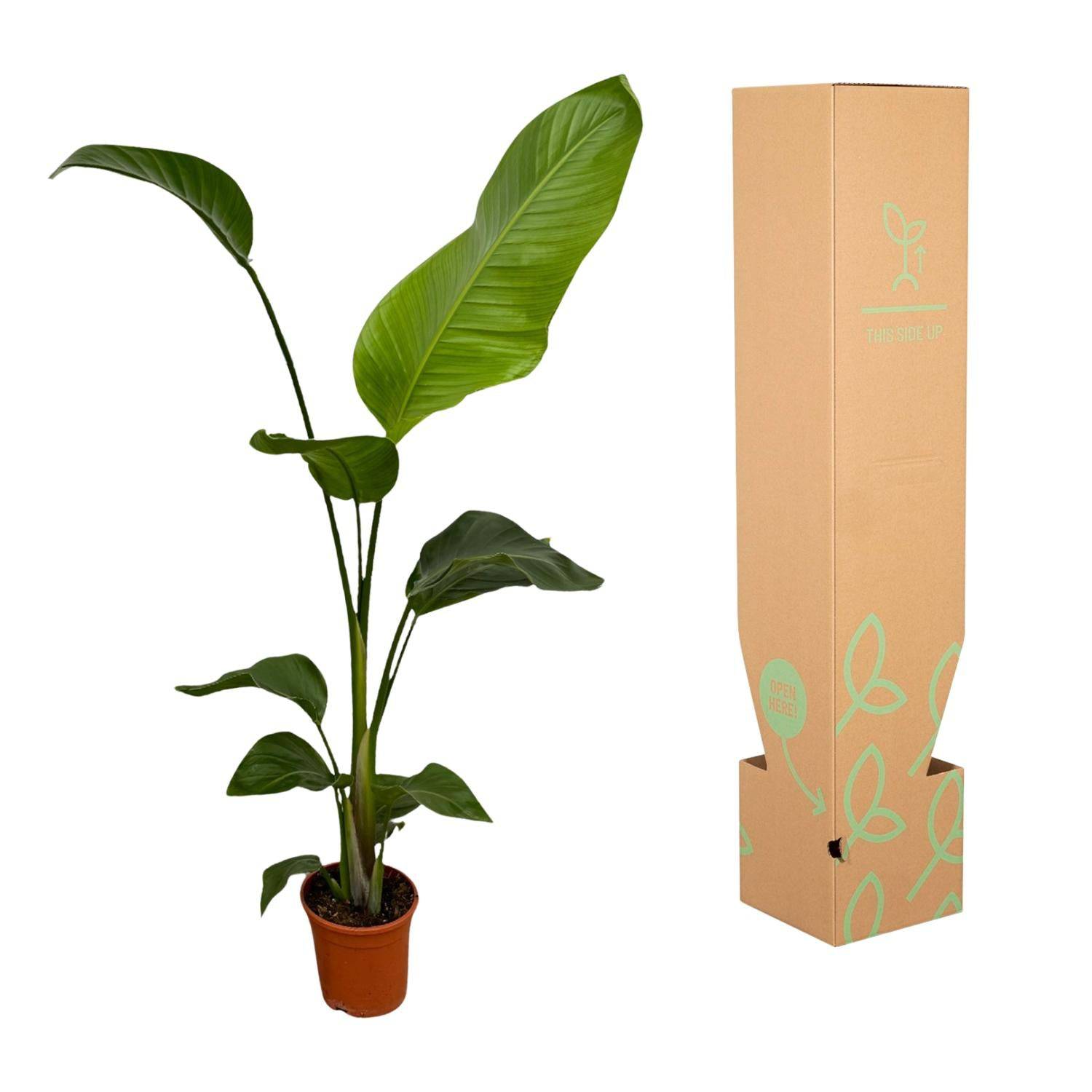 2x Strelitzia nicolai – 100 cm – Ø17 - Botanic-Vibes