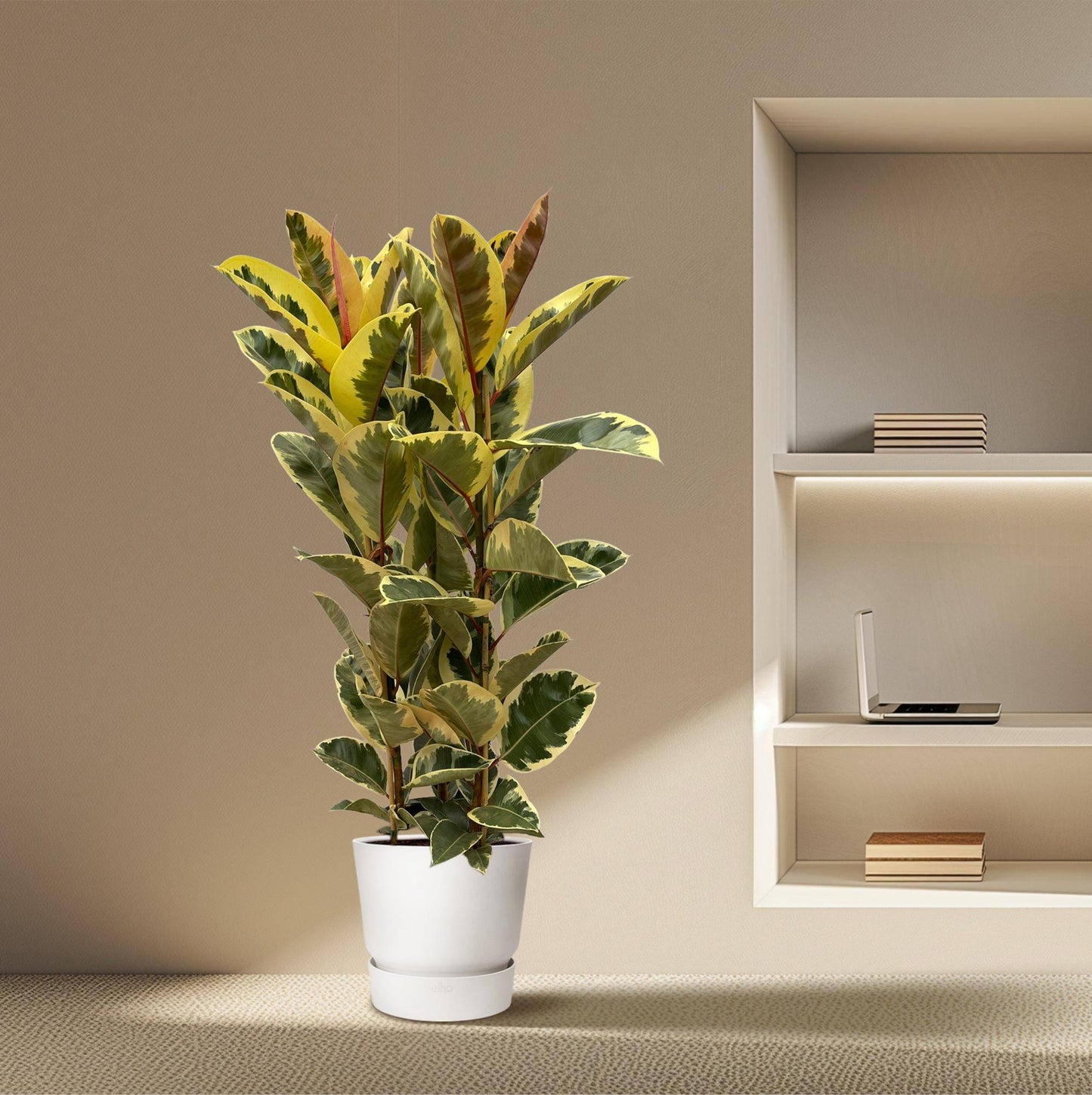 Ficus elastica 'Tineke' Strauch – 160 cm – Ø28 - Botanic-Vibes