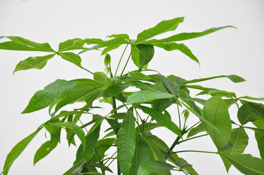 Pachira aquatica – 140 cm – Ø27