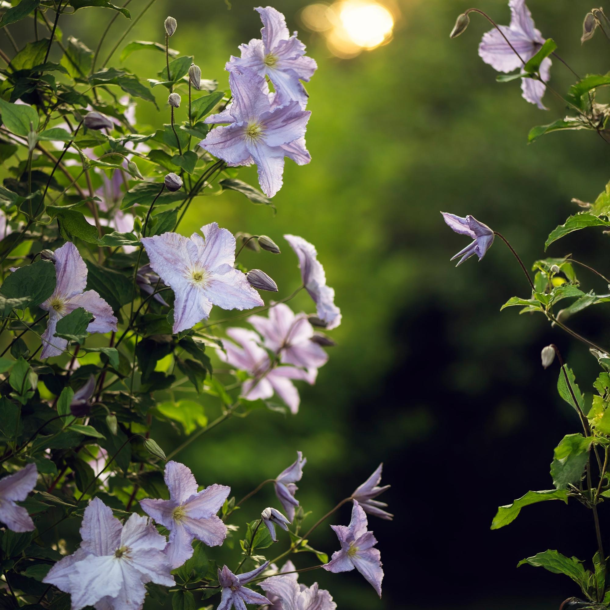 Kletterpflanze, Clematis Blau Angel, Blüte Licht Blau, Wenig Pflege, 2 Pflanzen, Topf 11 cm 40 cm