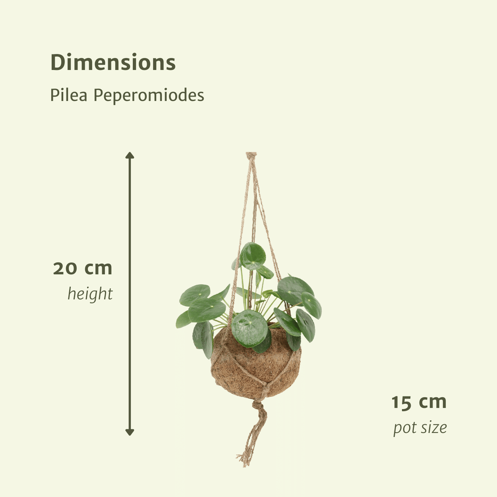 2x Kokodama Pilea Peperomiodes, Pfannkuchenpflanze, 20 cm, Ø15 cm
