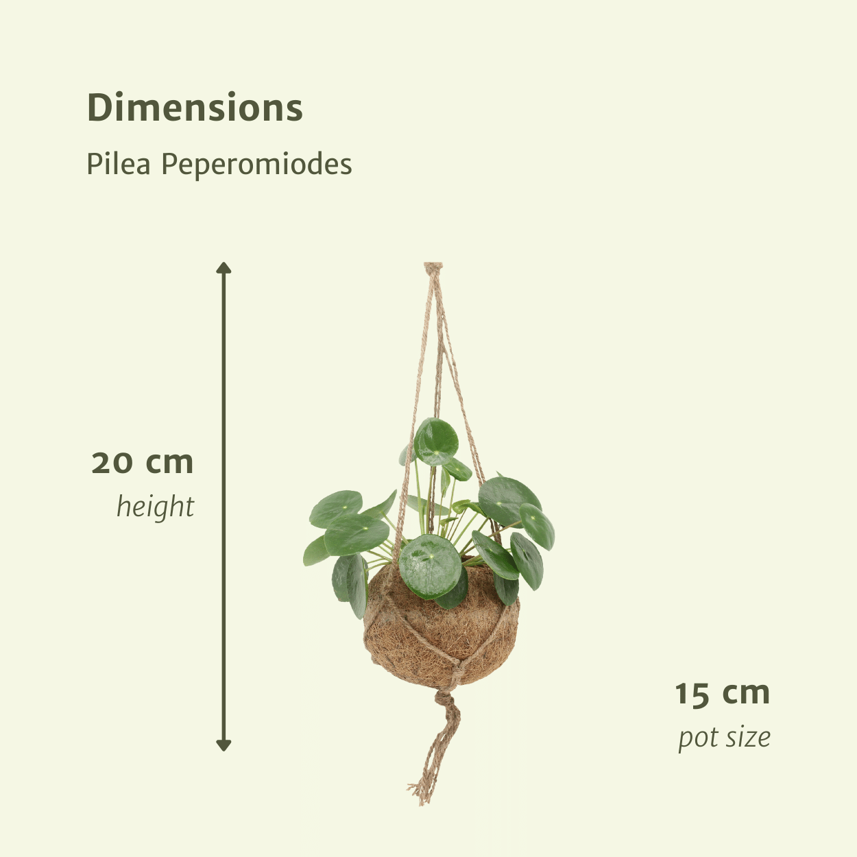 2x Kokodama Pilea Peperomiodes, Pfannkuchenpflanze, 20 cm, Ø15 cm