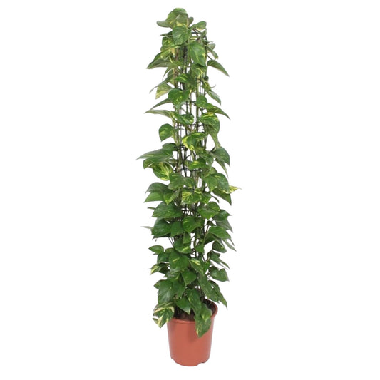 Epipremnum aureum Rankgitter – 160 cm – Ø27