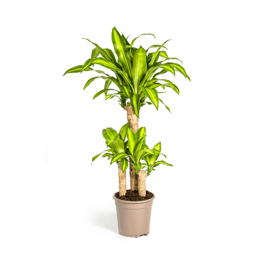 Dracaena Fragrans Massangeana Ø21cm - ↕90 - 110cm - Botanic-Vibes