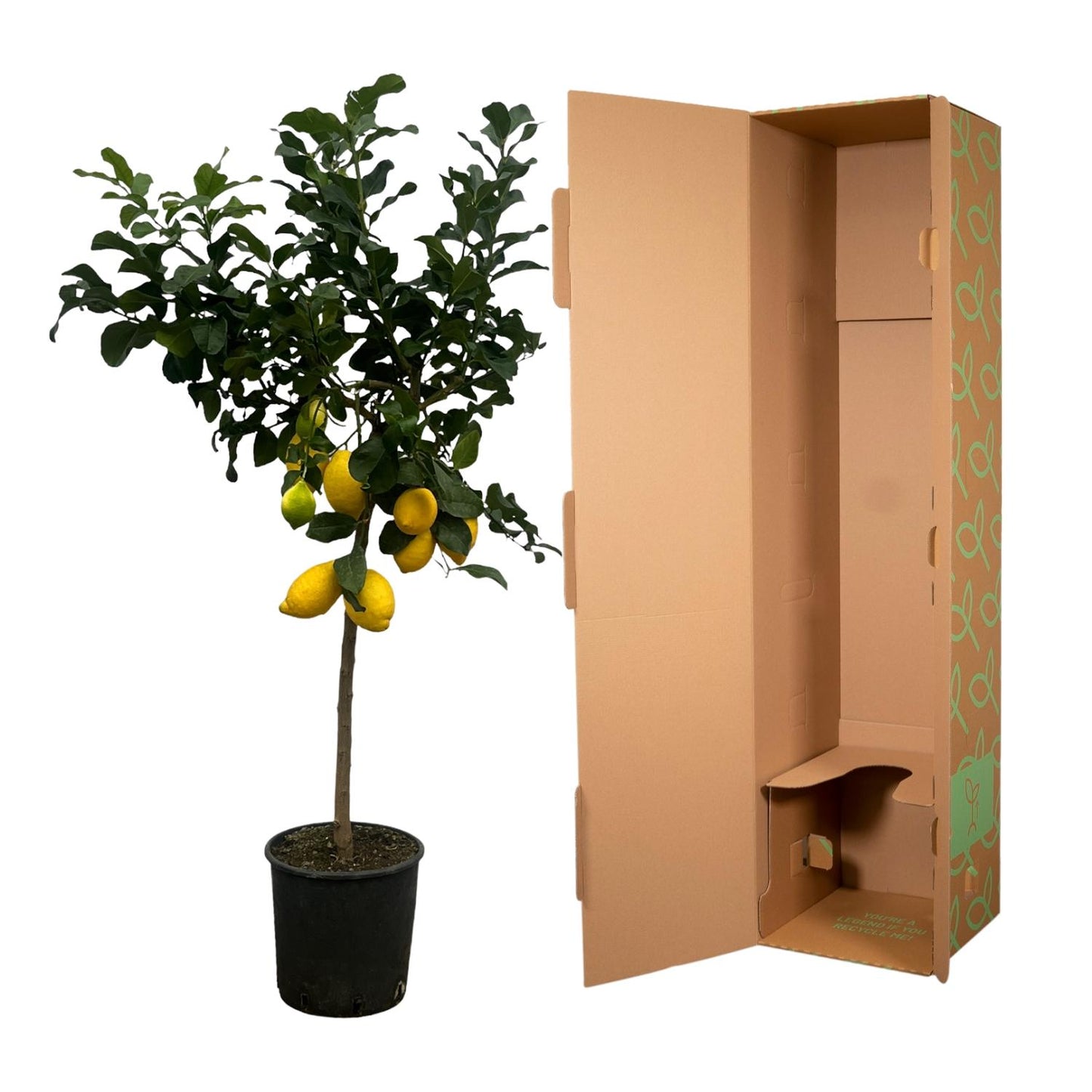 Citrus Lemon (Zitronenbaum) – 150 cm – Ø24