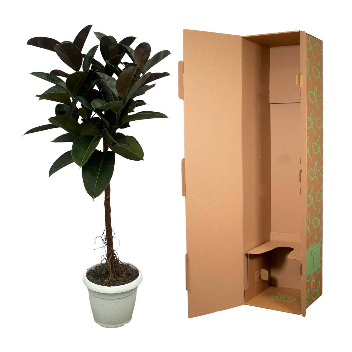Ficus elastica 'Robusta' Stamm – 140 cm – Ø27 - Botanic-Vibes