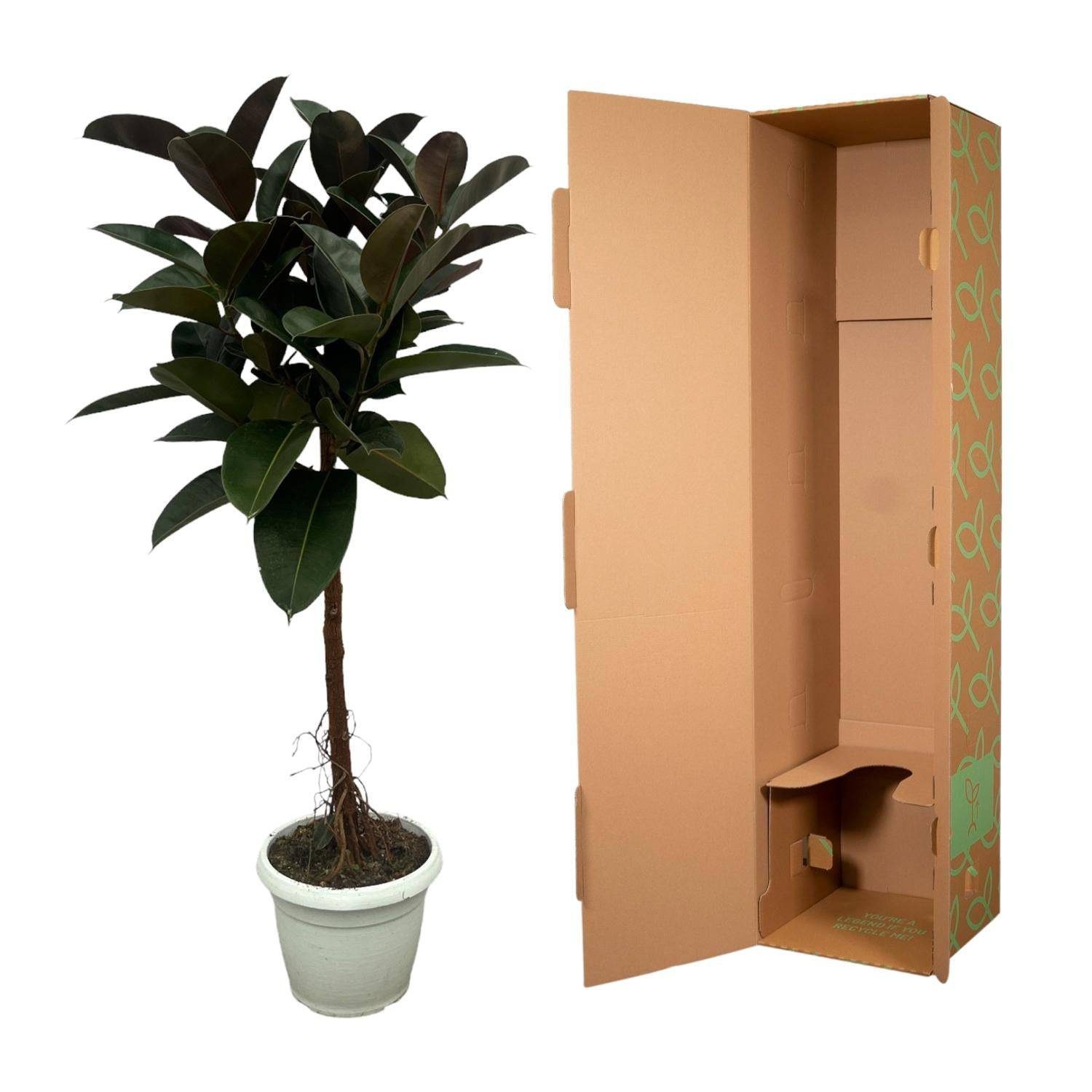 Ficus elastica 'Robusta' Stamm – 140 cm – Ø27 - Botanic-Vibes