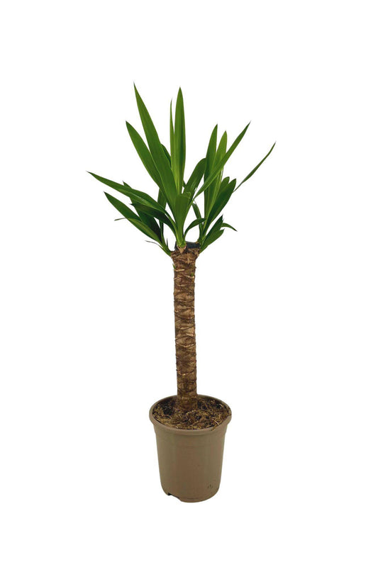 Yucca Elephantipes Ø17cm - ↕60 - 80cm - Botanic-Vibes