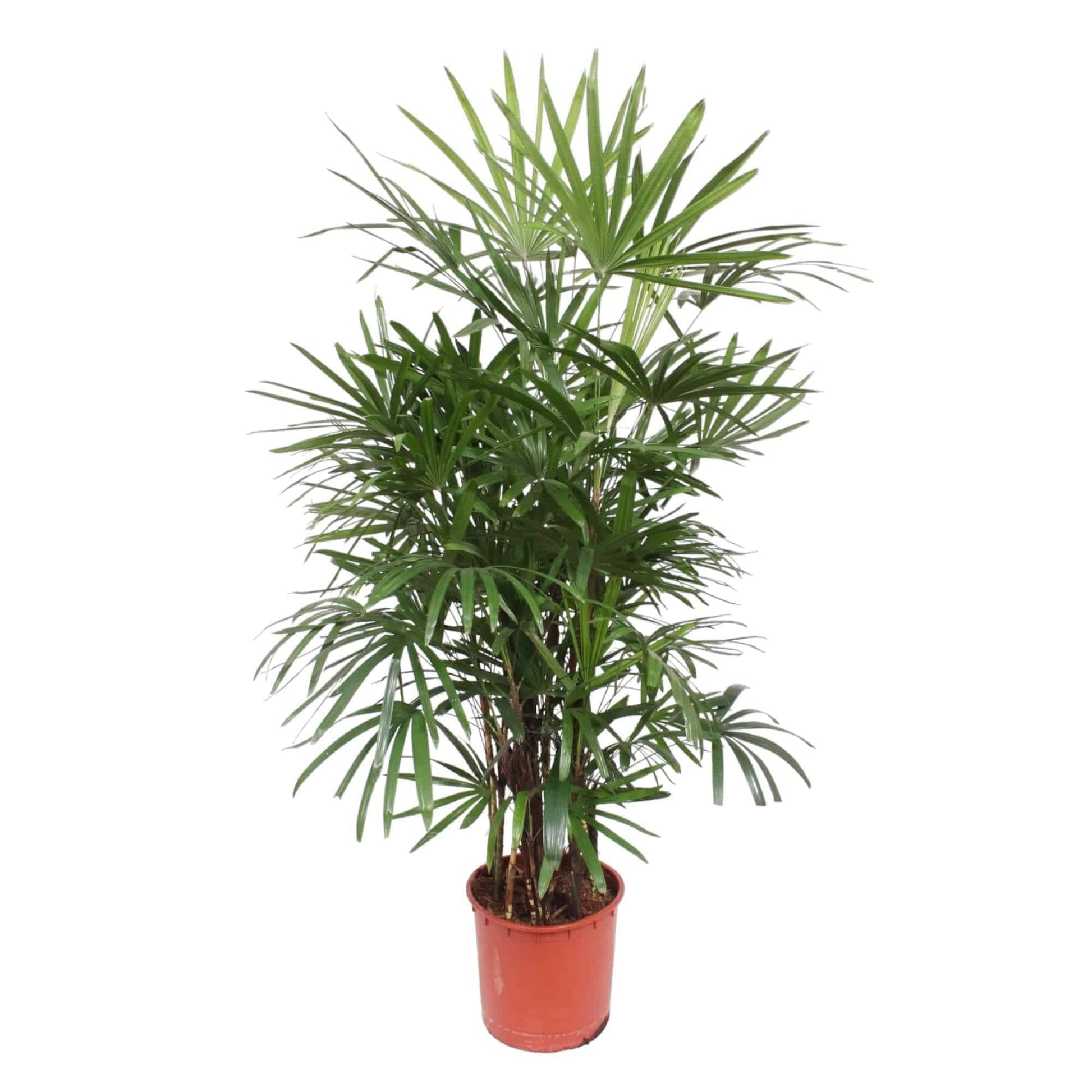 Rhapis excelsa – 190 cm – Ø34 - Botanic-Vibes