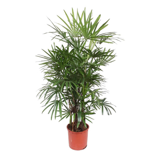 Rhapis excelsa – 190 cm – Ø34 - Botanic-Vibes