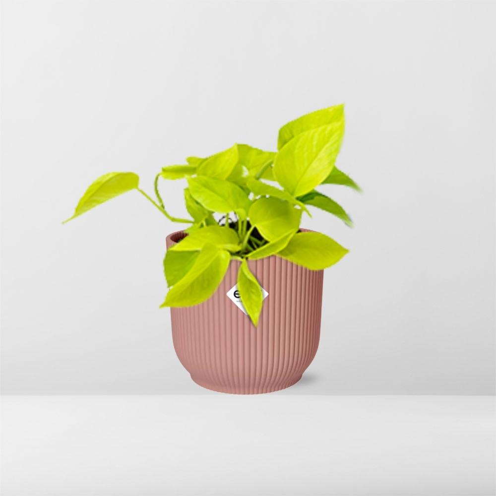 Epipremnum Pinnatum ‘Golden Pothos’ im ELHO Vibes Fold, 14 cm, rosa