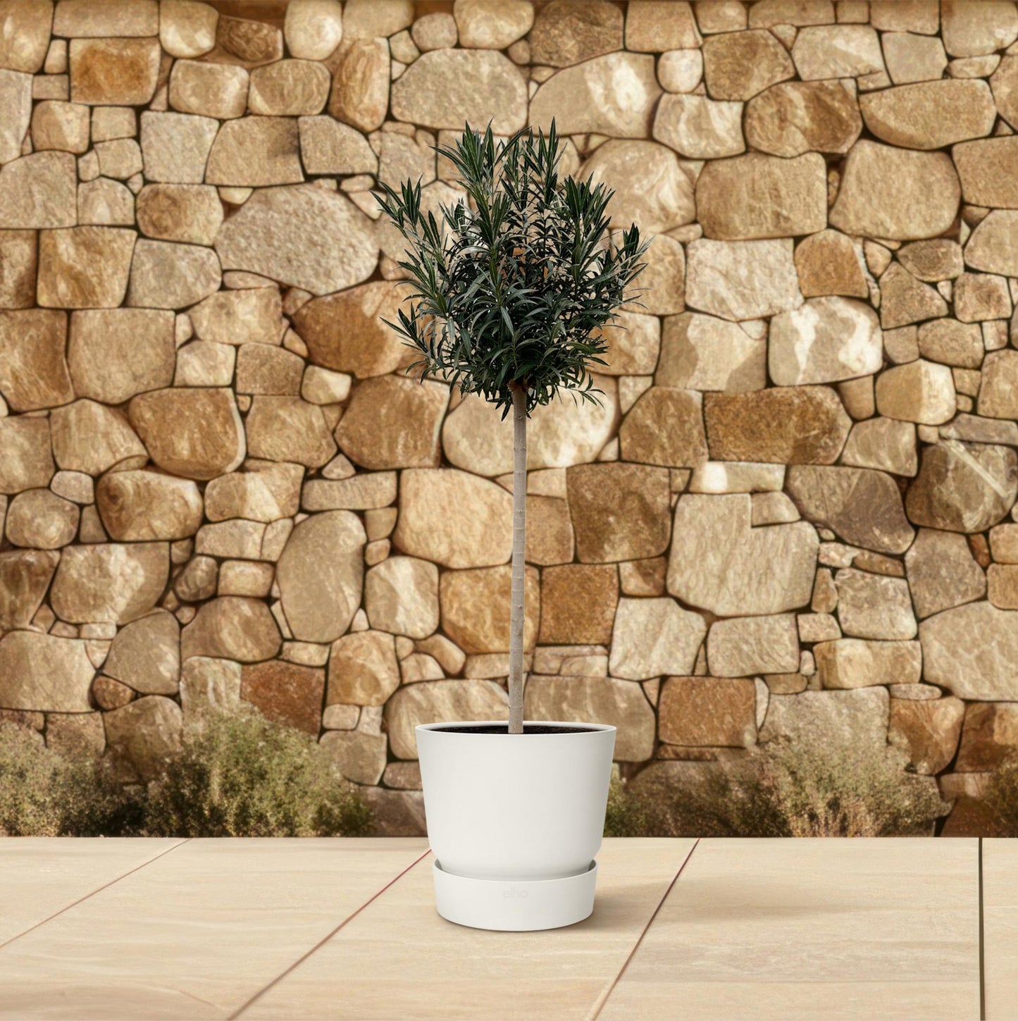 Nerium oleander auf Stamm mit roter Blüte – 170 cm – Ø40